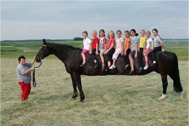 حقيقة أطول حصان في العالم