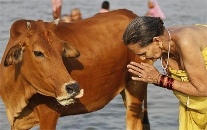 حقيقة ان الهندوس بيعبدوا البقر
