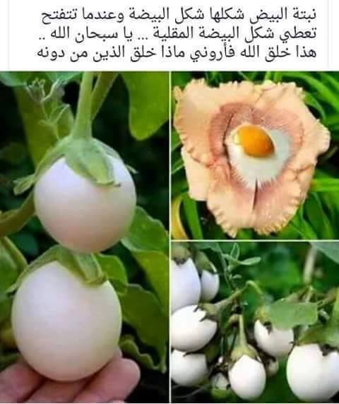 حقيقة صور نبات البيض