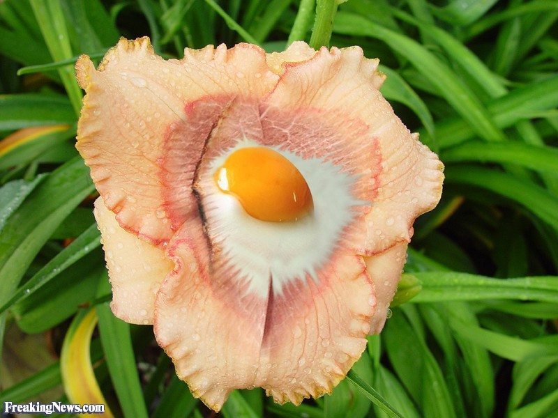 حقيقة صور نبات البيض
