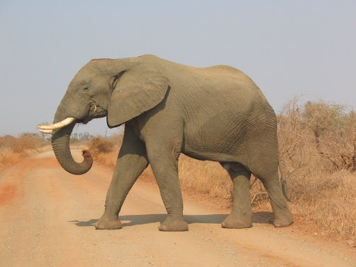 حقيقة صورة التسامح الحيواني وحمل الفيل للشبل