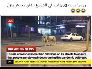 حقيقة ان روسيا سابت 500 أسد في الشوارع عشان محدش ينزل