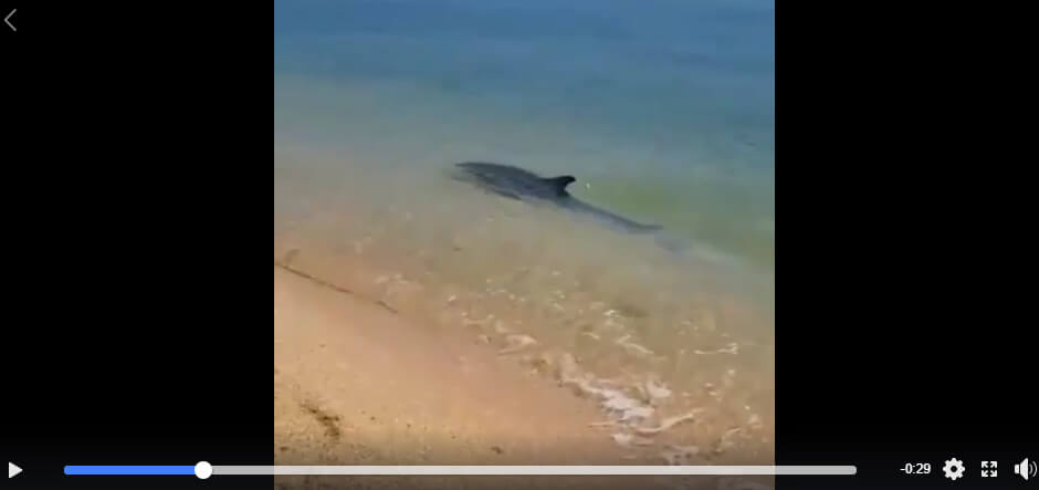 حقيقة فيديو ظهور الدلافين في دهب